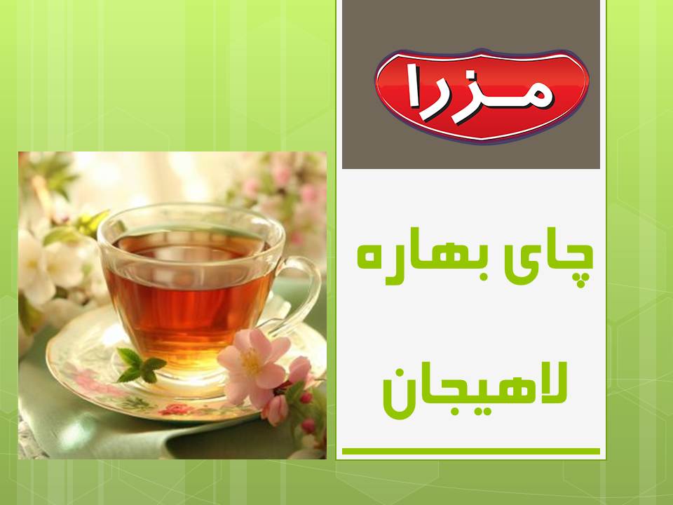 چای بهاره لاهیجان 1403مزرا